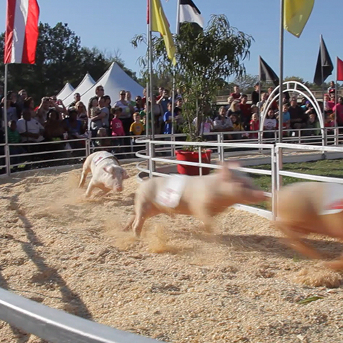 Show Me Swine Racers